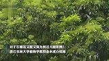 石楠花又腥又臭为何还大面积种？专家：寓意子孙后代兴旺发达