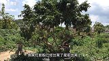 修剪荔枝树枝，旁边的小鸟热得直张嘴，给它喂点水