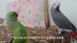 墙头飞来两只小鸟，鹦鹉看到后，举动笑翻众人
