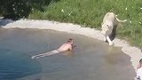 男子假装溺水，想看看狮子会有什么反应，结果被感动到了