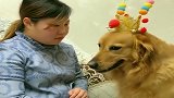 妈妈逗金毛玩耍，好搞笑