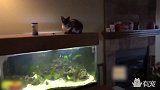 一只蠢猫被激光吓疯了