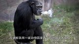 大猩猩爱上了抽烟，至少每天两包烟，不给它直接就开揍！