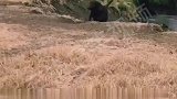 野牛和雄狮狭路相逢，野牛想逃跑，还是没跑掉！