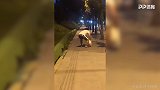 哭了！千万别让篮球狗遛狗 这样下去萌宠只能拿回去蒸了