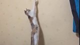 猫：你这什么表，怎么时间还不准了！