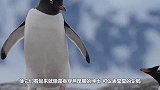 企鹅界中“硬通货”，为了它，有些企鹅可没少做“苟且之事”！