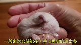 在手掌中睡觉的仓鼠 你家的仓鼠也能在你的掌心内安心睡觉么