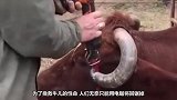 小矮马被主人遗弃，十年没剪指甲，连走路都费劲