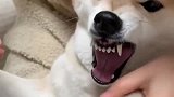 柴犬戏精上身,剪个指甲,上演王炸哭戏!