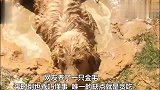 铲屎官买了条鱼回家，奉劝金毛不要打主意，回头一看心都凉了！