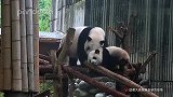 妈咪枕一下怎么了？小气鬼！