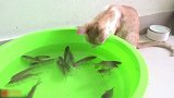 水盆里好多鱼啊，看着这小猫咪好羡慕啊，这怎么吃不到呢