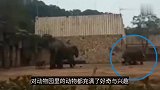 大象发狂？长沙一动物园内大象攻击饲养员致死，官方：已被隔离