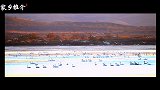 正蓝旗家乡旅游推介大赛:唯美正蓝旗——天鹅湖的景色迷人