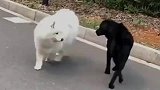 热恋中的狗狗，这基因有点强大
