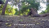 科莫多巨蜥有多凶残猴子还活着，就被它一口生吞！