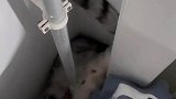 小猫卡在这里让主人无法睡觉，这猫还会钢管舞啊