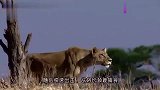 非洲母狮捕杀一只长颈鹿,被长颈鹿一脚踢飞,场面十分残暴