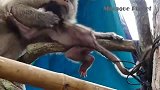 小猴子尾巴缠住了，猴妈上演生死时速！