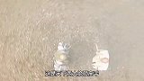 张君宝重伤失忆，竟因祸得福领悟新武学，武功大进
