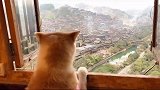 是什么美景让一只狗子光扒窗台！哈哈