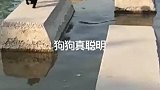 狗狗的智商有多高，眼前的一幕太聪明了，离成精就差变人形了！