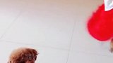 多多女儿给伴舞