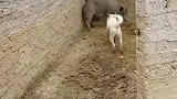 狗子：不就猪八戒么，我哮天犬怕过你么！