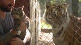 第1次见到老虎的猫咪，舌头都忘记收回去了，镜头记录搞笑过程