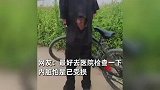 小伙爬高压塔掏鸟窝，不慎被电、后背烧焦，淡定爬下来惊呆路人！