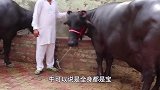 水牛长出奇特“乾坤圈”，老农靠其发大财：二十万也不卖！