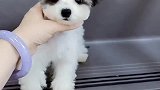全网唯一一只最像小熊猫的泰迪宝宝