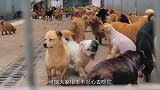 为什么人不喜欢吃猫肉？李时珍告诉我们答案，古代人早就尝试了！