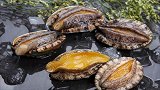 一只鲍鱼3块钱！鲍鱼卖出白菜价“鲍鱼周期”怪圈也来了