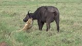 动物世界：淡定的野牛和勇敢的狮子