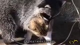 千万别让浣熊撸到猫，不然一揉就是一辈子，镜头拍下全过程