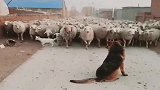 牧羊犬不是白叫的，千军万羊压境，这气势是不容小觑的！