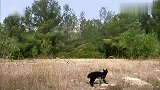 黑猫特别喜欢猫头鹰，时时刻刻粘着人家，真是甜蜜的负担呢