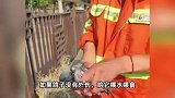 谁家的和平鸽迷路了？网友捡到阅兵式和平鸽，中鸽协回应