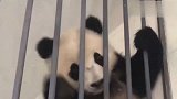 胖大海不听话爬高高，结果被麻麻强扯下来