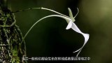 世界最昂贵的“幽灵兰花”一朵花等于一套房，长在沼泽无人敢摘