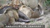 狮王三兄弟面对领地内的五头年轻雄狮，夜晚汇合，吼叫示威