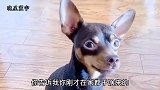主人说要带啵啵乐去找母狗，啵啵乐急忙就要洗脸换衣服，太搞笑了