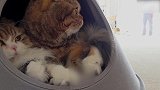 卧在小窝里的猫咪们，这么可爱的猫咪，想养在家里了！