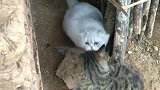 狸花猫：一大把年纪了，还走啥痴情人设
