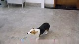 陈立农太逗了。看到吃火锅兴奋得唱歌跳舞，连狗子都看不下去了