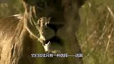 狮子惹怒野牛，生气的野牛使出大招，直接顶飞狮子