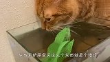 铲屎官买了个鱼缸，结果被猫咪看到了，接下来忍住别笑