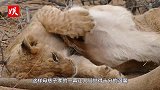 小狮子掉下山崖，心急母狮跳崖救援，下一秒让人不相信！